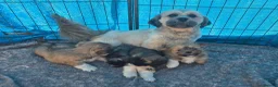Lhasa Apso dogs for sale: Lhasa Apso Puppies  - Advert 1