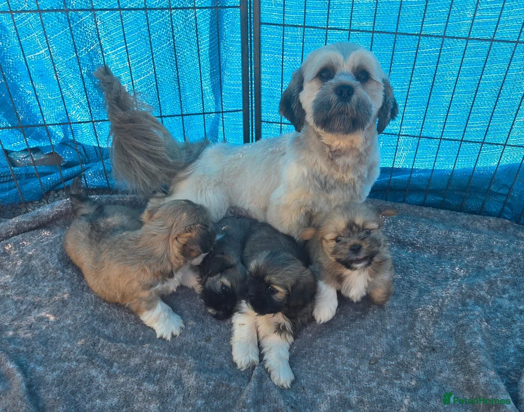 Lhasa Apso dogs for sale: Lhasa Apso Puppies  - Advert 1