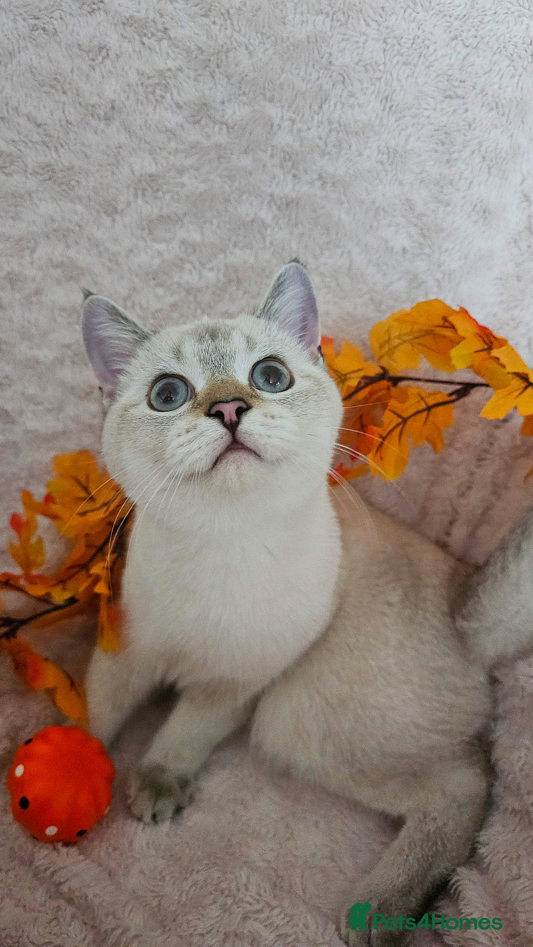 Scottish Fold cats for sale: Pedigree Scottish Folds kittens READY TO LEAVE - Image 3