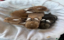 Mini Lop rabbits for sale: Friendly Mini Lops - Image 10