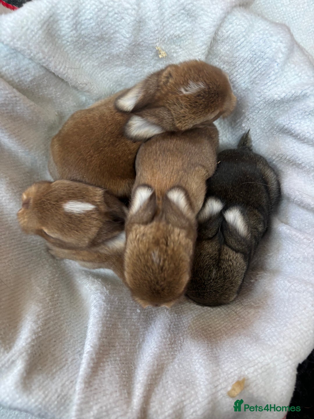 Mini Lop rabbits for sale: Friendly Mini Lops - Image 10
