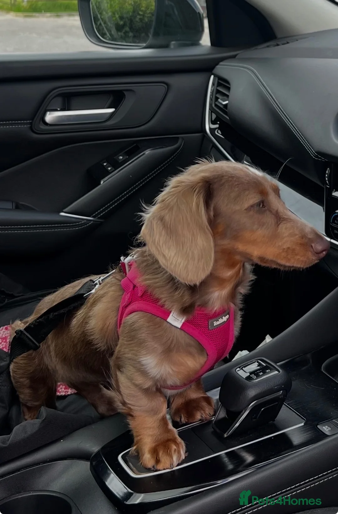 Miniature Dachshund dogs for sale: Beautiful miniature dachshund girl  - Advert 1