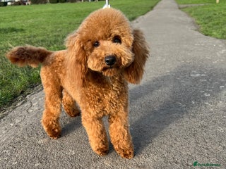 Toy Poodle dogs Health tested toy poodle in Feltham - Advert 4