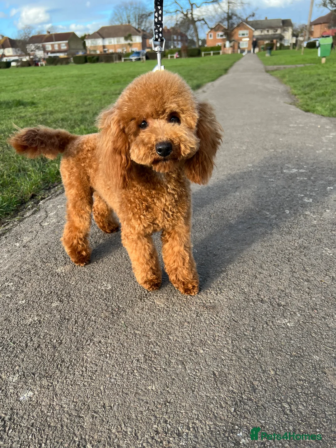 Toy Poodle dogs for stud: Health tested toy poodle  in Feltham - Advert 1
