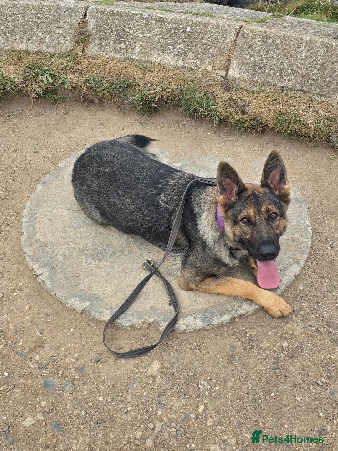 German Shepherd dogs for sale: Guard dog  - Advert 16