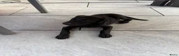 Mixed Breed dogs for sale: Labrador x Doberman female - Advert 2