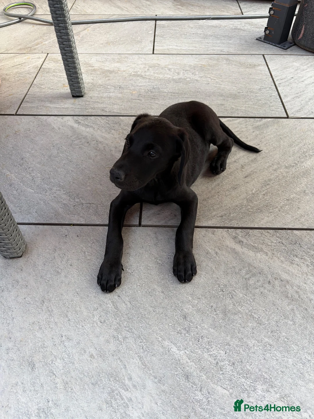 Mixed Breed dogs for sale: Labrador x Doberman female - Advert 2