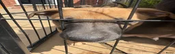 Mixed Breed dogs for sale: Stunning Whippet/Jack puppies  - Advert 4