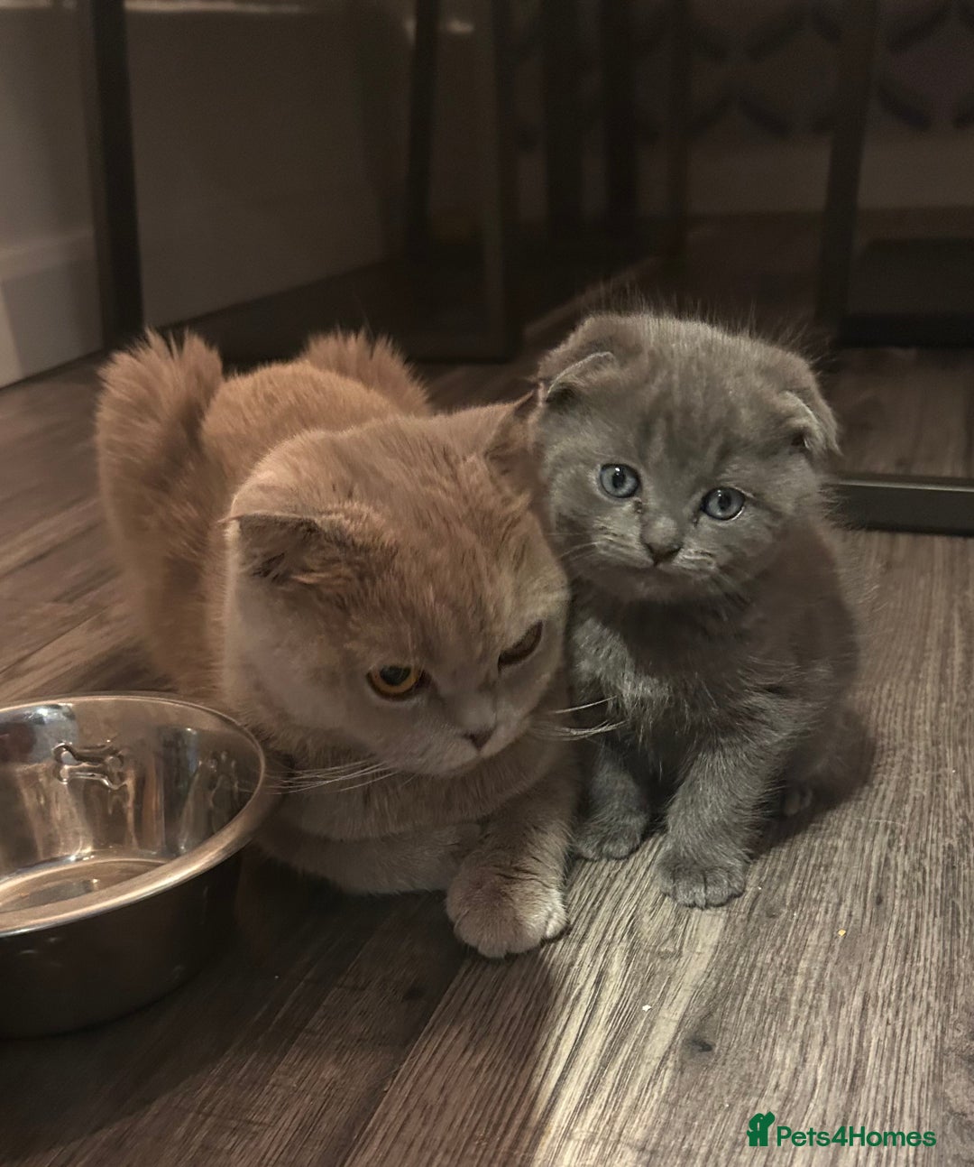 Ragdoll cats for sale: Scottish fold kittens  - Image 3
