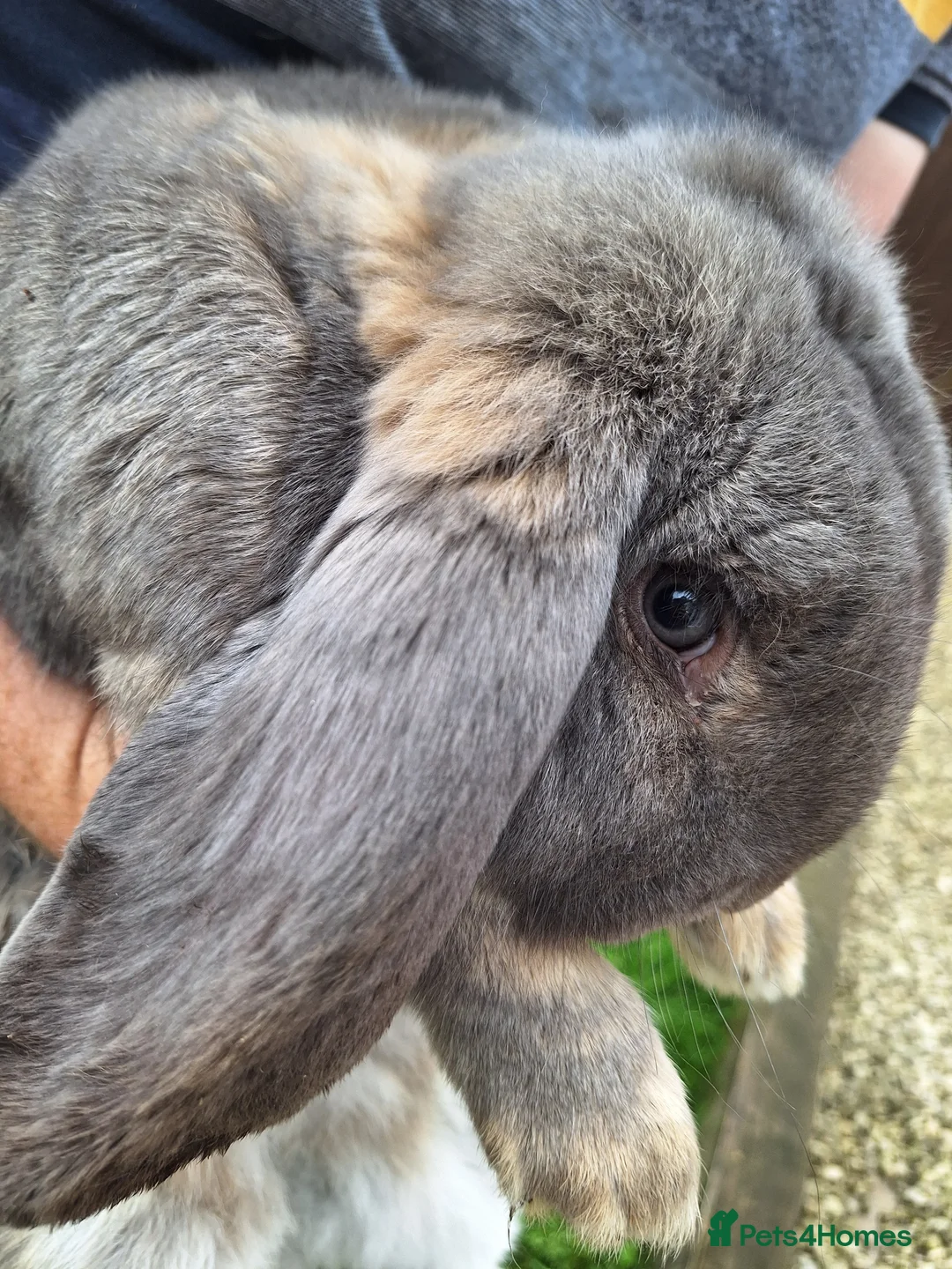 French Lop rabbits for sale: Giant French Lop Buck, 8 months old - Advert 2