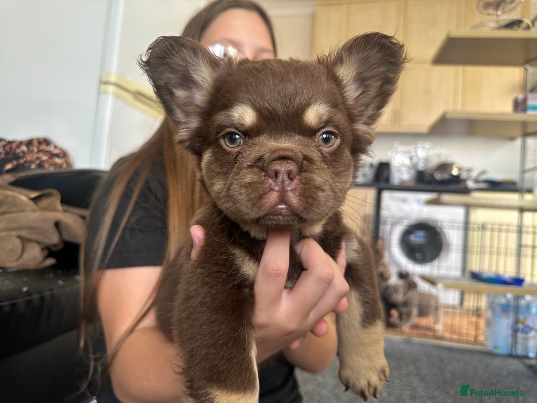 French Bulldog dogs for sale: Nice French puppies  - Image 2