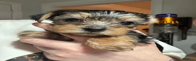 Yorkshire Terrier Puppy 4