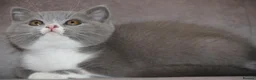 British Shorthair cats for sale: BRITISH SHORTHAIR KITTENS - Advert 8