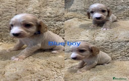 Cockapoo dogs for sale: Beautiful f1b cockapoo puppys  - Image 5