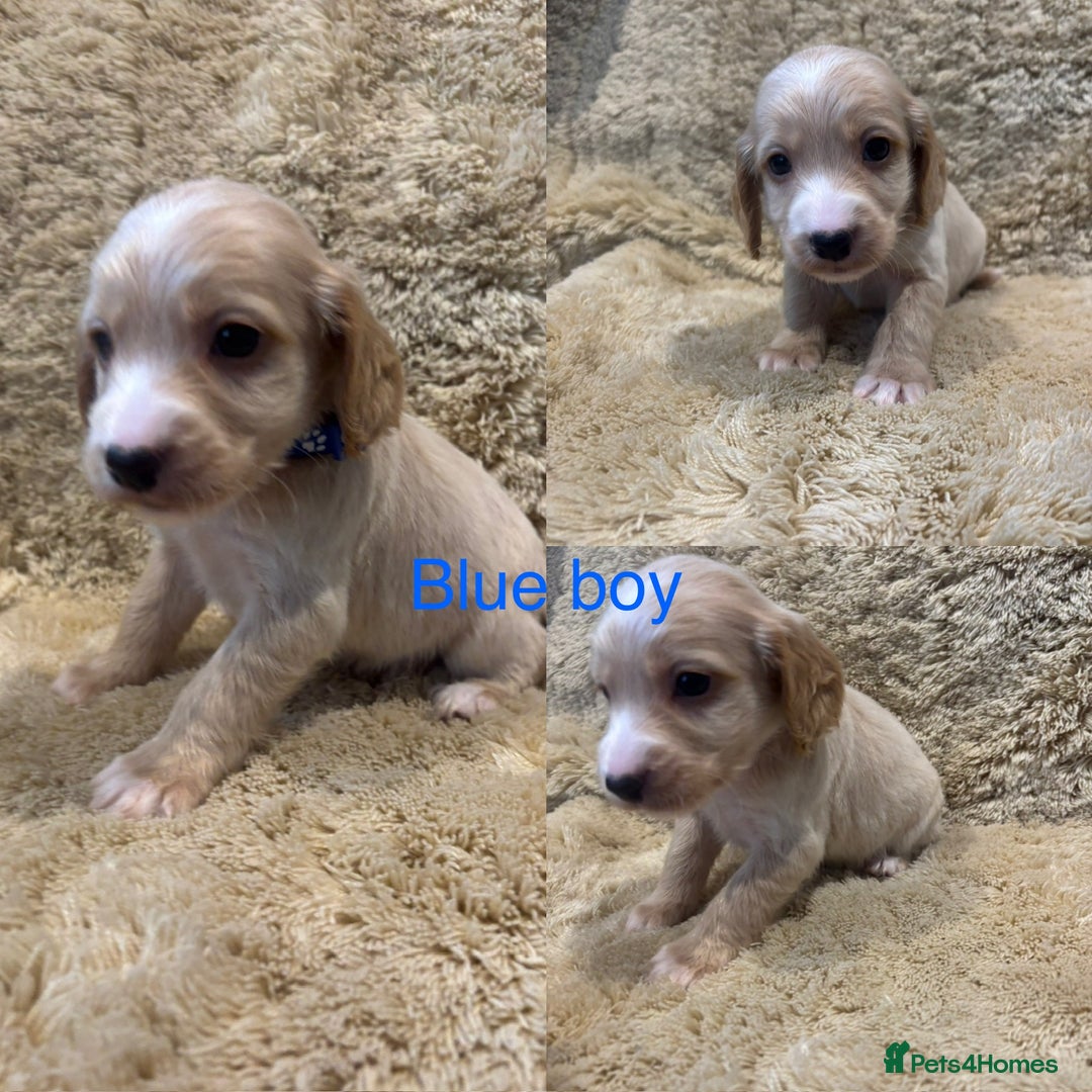Cockapoo dogs for sale: Beautiful f1b cockapoo puppys  - Image 5
