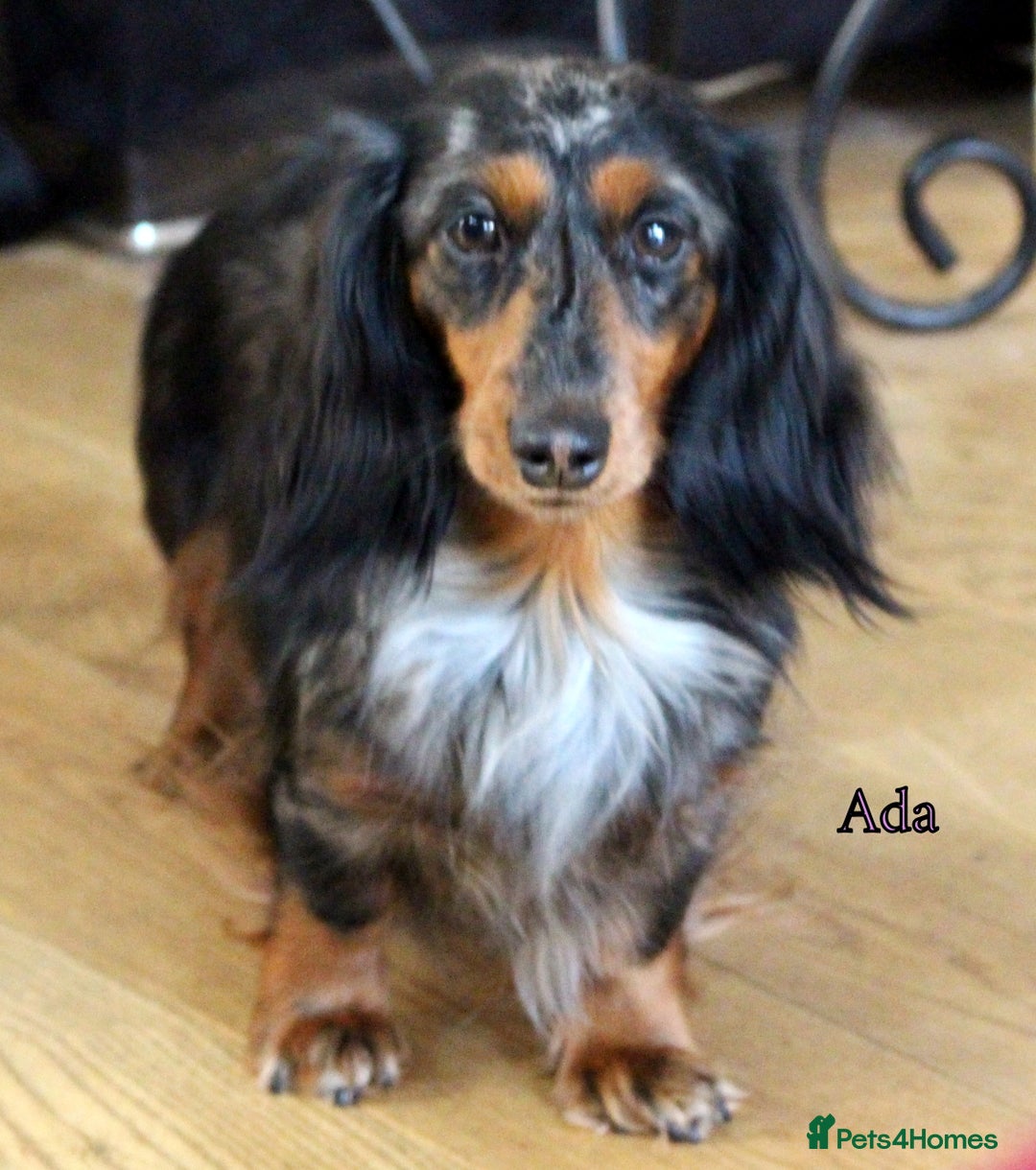 Miniature Dachshund dogs for sale: KC Health tested Licensed breeder 12 years exp - Image 2