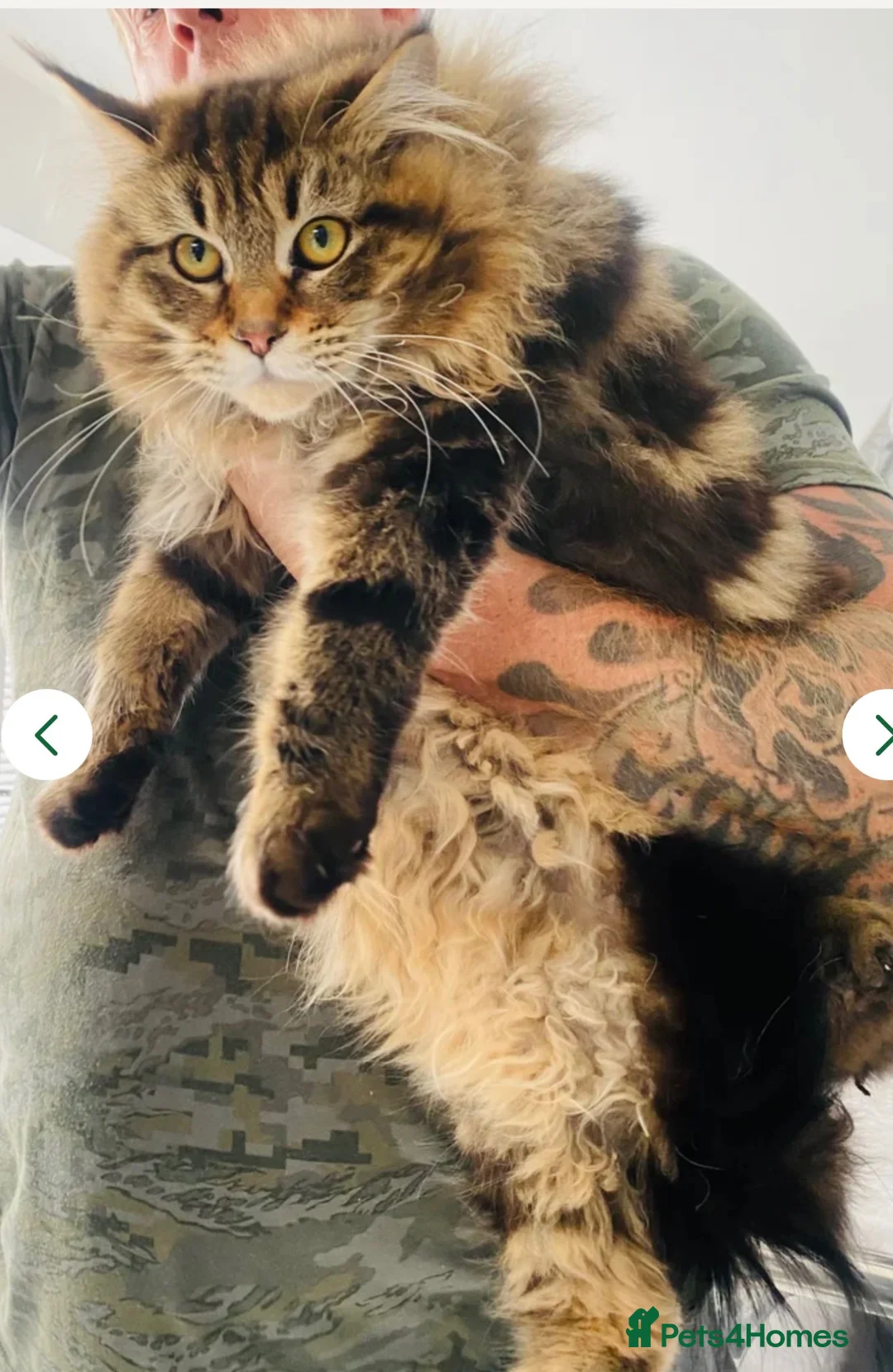 Maine Coon cats for sale: Just 1 girl now Persian cross Maine coon kittens - Advert 2