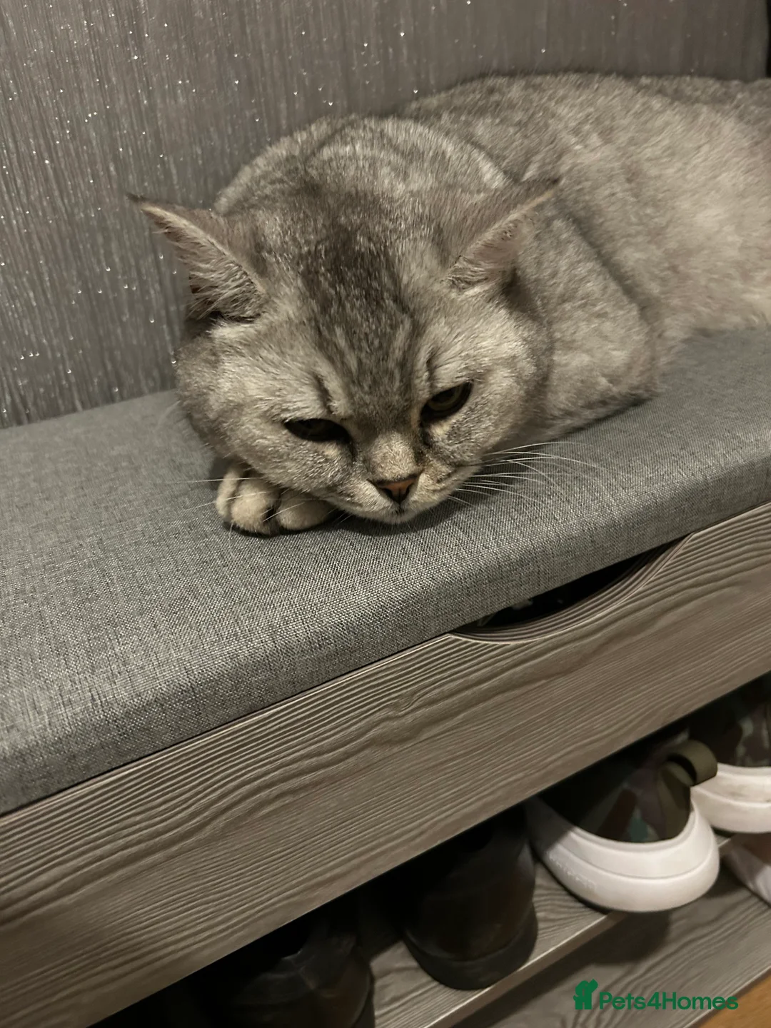 Scottish Fold cats for sale: Hi, This is star Scottish fold/straight ears. - Advert 3