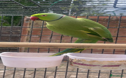 Parrots birds for sale: Indian ring neck parrots  - Image 4