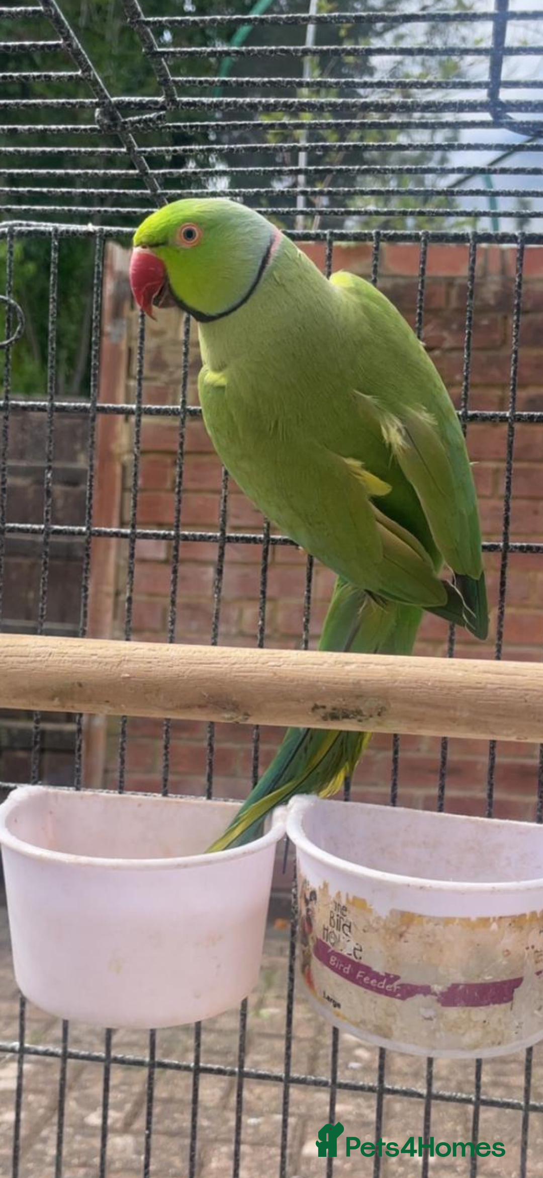 Parrots birds for sale: Indian ring neck parrots  - Image 4
