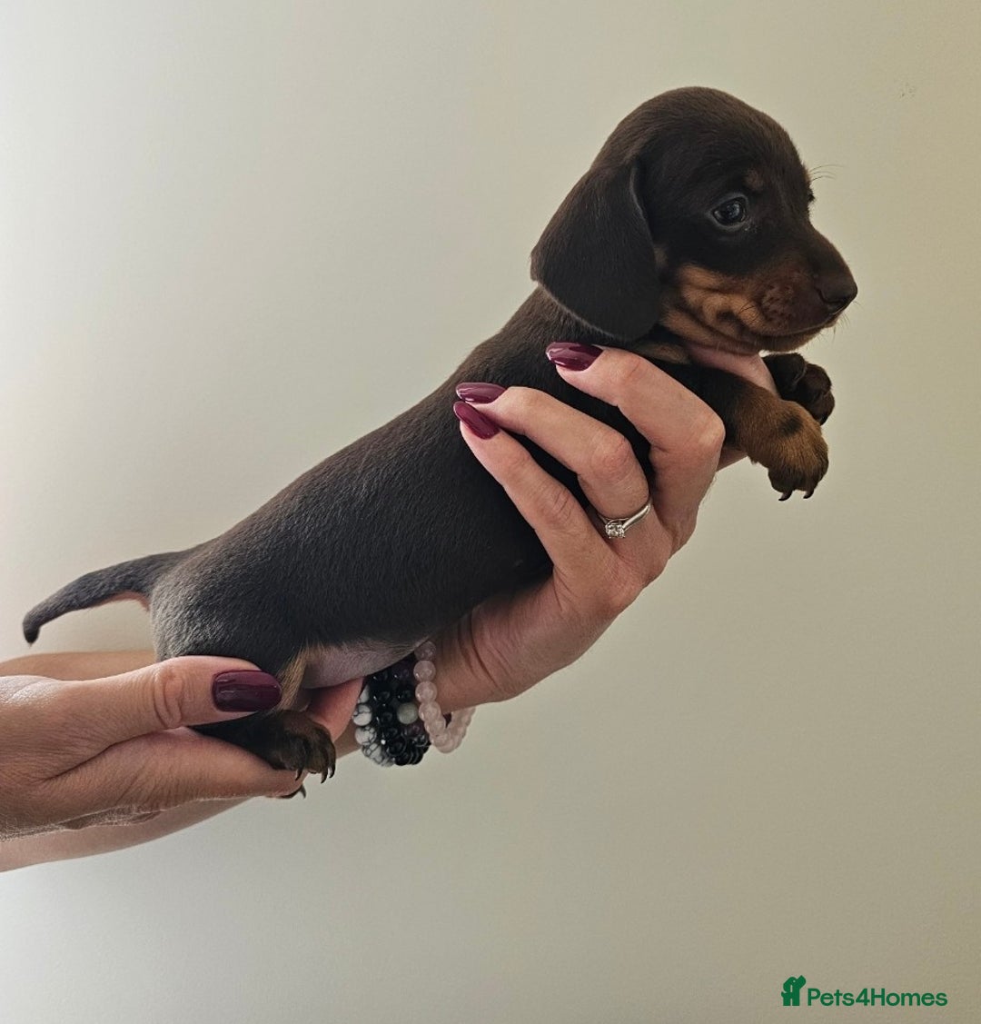 Miniature Dachshund dogs for sale: *CHAMPION LINES* Miniature Dachshund puppies - Image 11