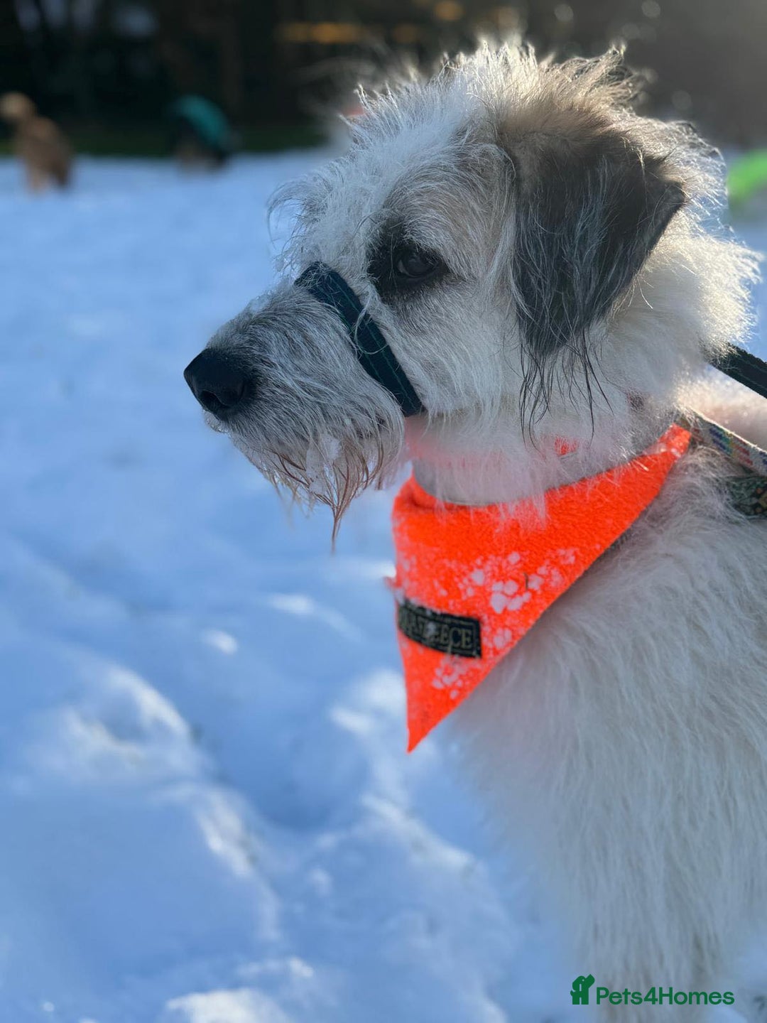 Lurcher dogs for adoption: KALLIE-friendly&playful girl/loves dogs/energetic - Advert 12