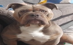 Olde English Bulldogge dogs for stud: Arlo marsden in Stockport - Image 6