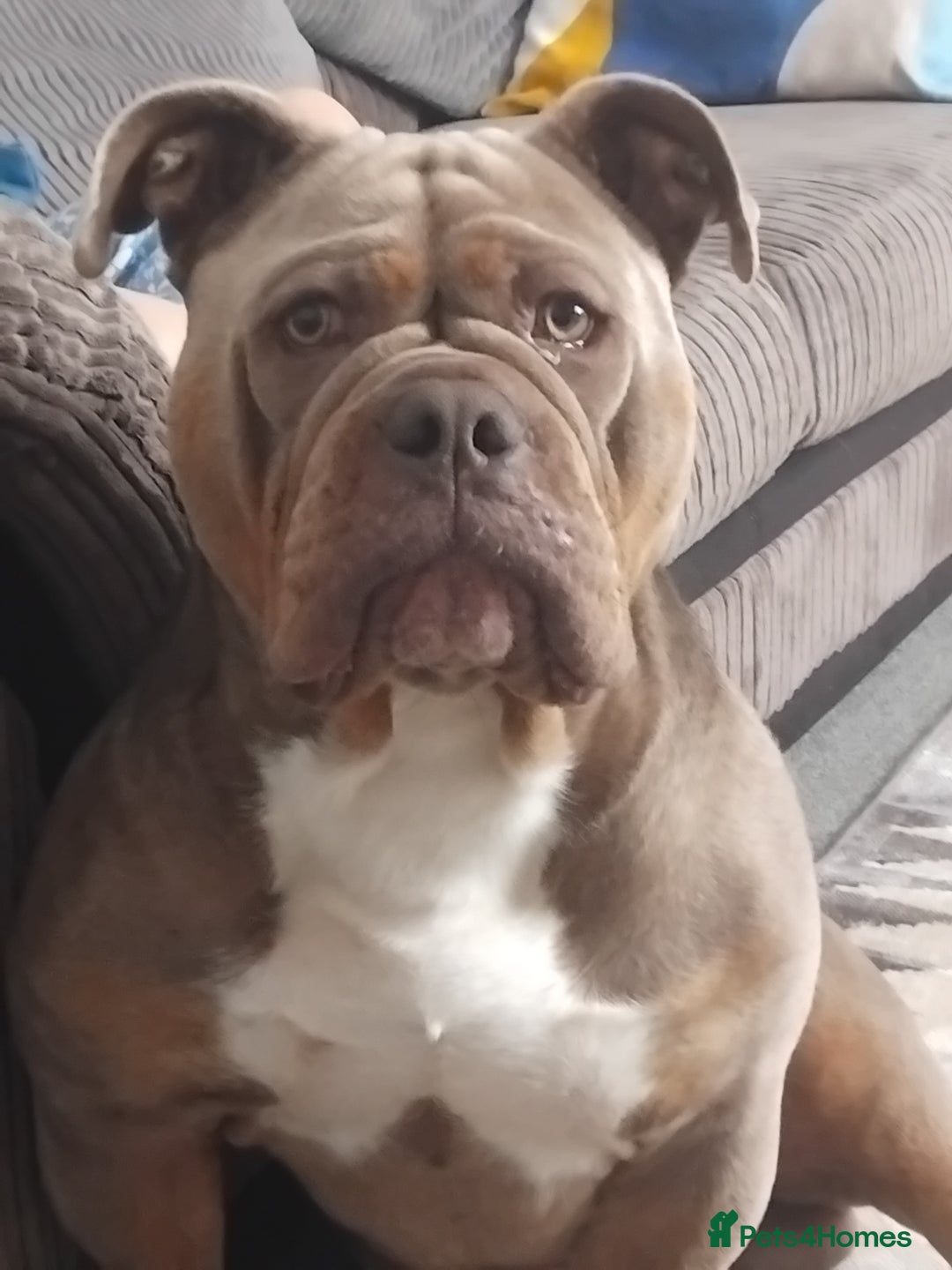 Olde English Bulldogge dogs for stud: Arlo marsden in Stockport - Image 6