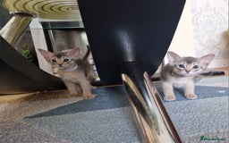 Abyssinian cats for sale: Abyssinian Kittens - Image 19