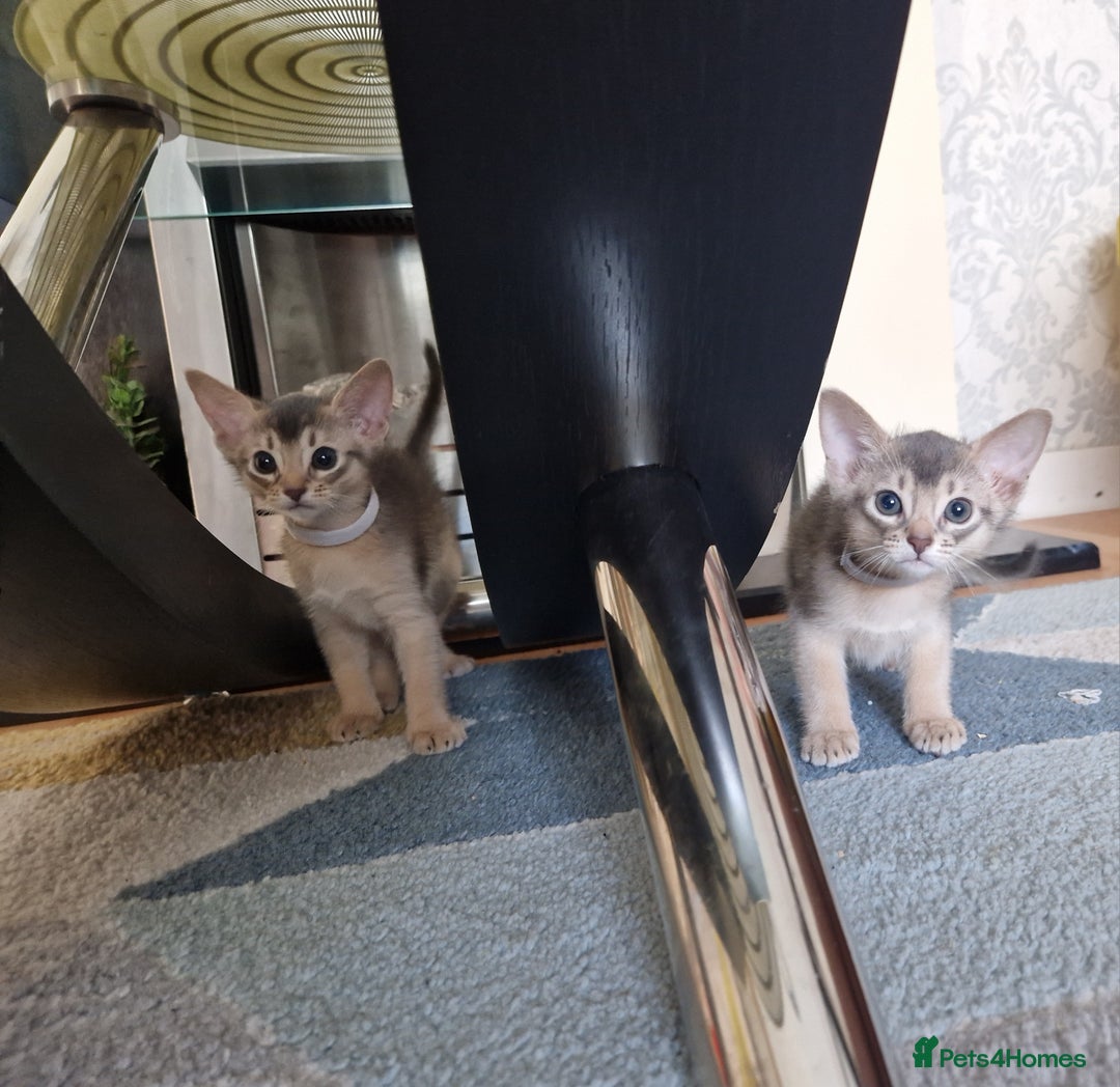 Abyssinian cats for sale: Abyssinian Kittens - Image 19