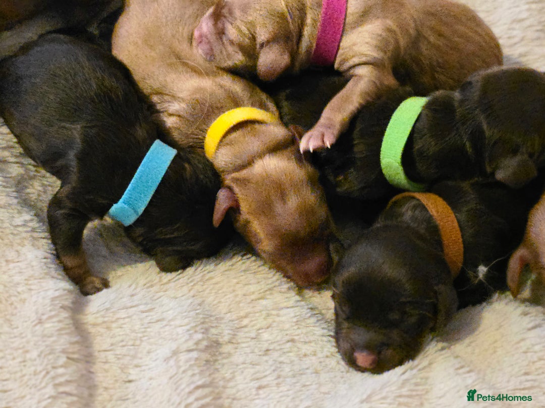 Cockapoo dogs for sale: Stunning f1b cockapoo puppies - Image 6