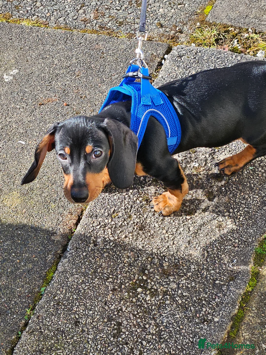 Dachshund dogs for sale: Miniature Dachshund Puppy – 13 Weeks – Ready Now - Advert 1