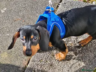 Dachshund dogs Miniature Dachshund Puppy – 13 Weeks – Ready Now - Advert 1