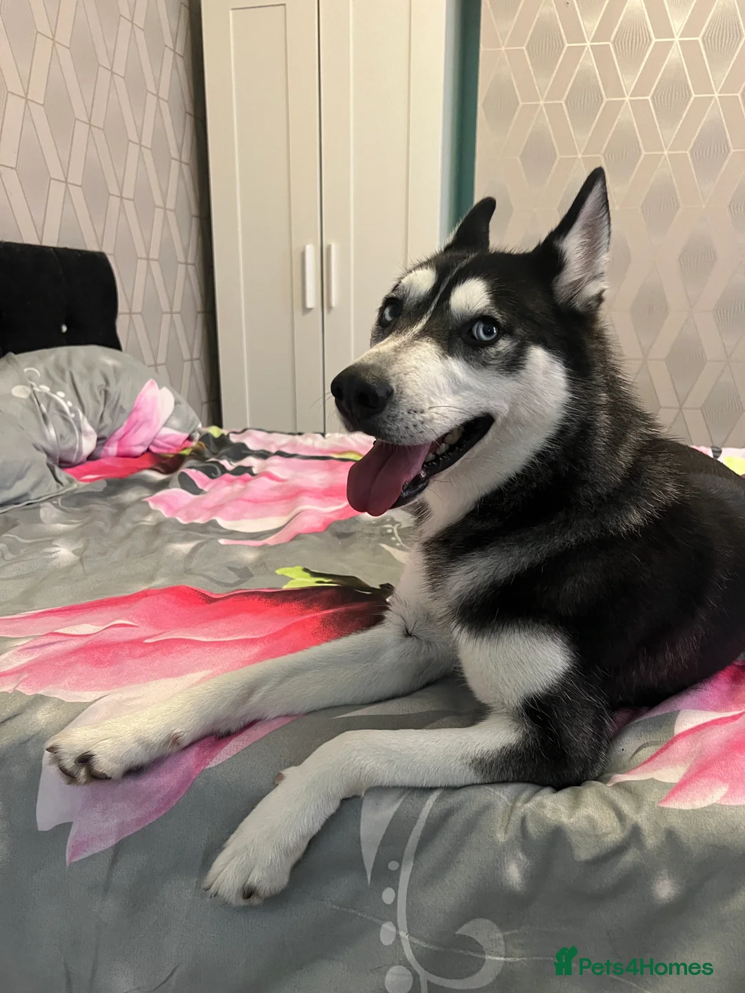 Siberian Husky dogs for sale: Siberian Husky - Advert 8