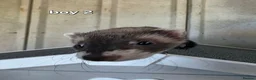 Ferret rodents for sale: 7 beautiful kits for sale  - Advert 10