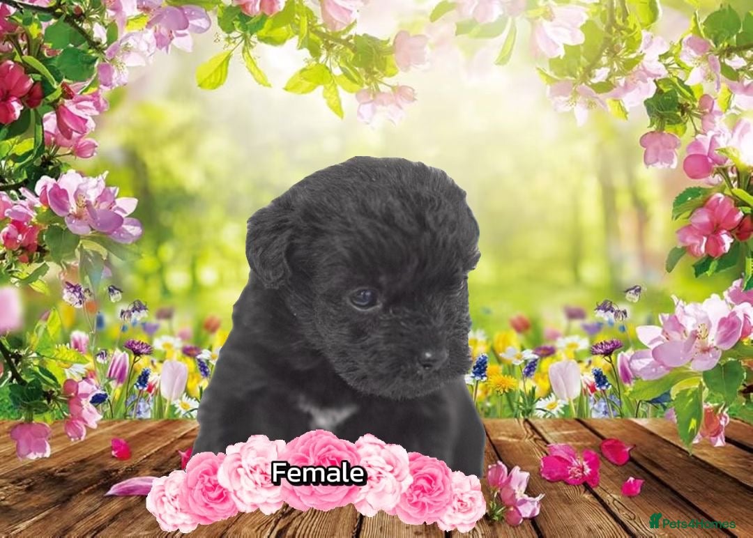 Mixed Breed dogs Patterpoo's - Advert 14