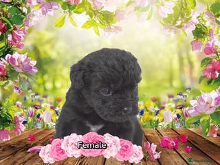 Mixed Breed dogs Patterpoo's - Advert 14