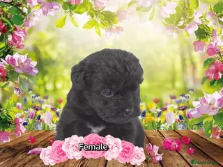 Mixed Breed dogs Patterpoo's - Advert 11