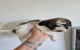 Maltipoo dogs for sale: Maltipoo 1 sable boy left - Image 8