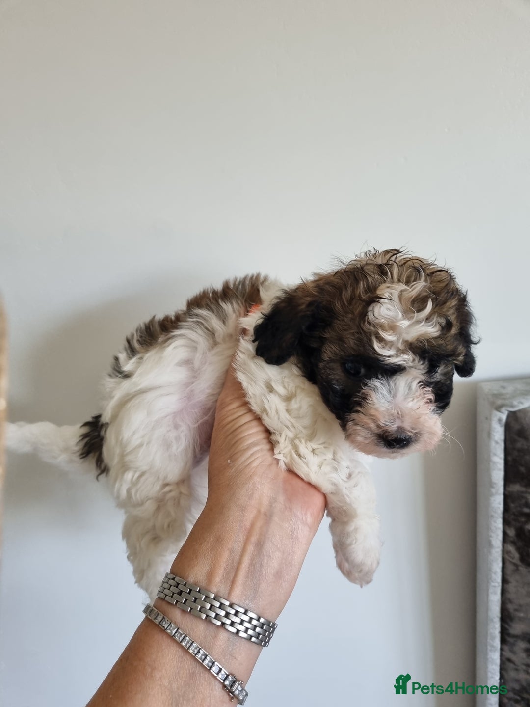 Maltipoo dogs for sale: Maltipoo 1 sable boy left - Image 8