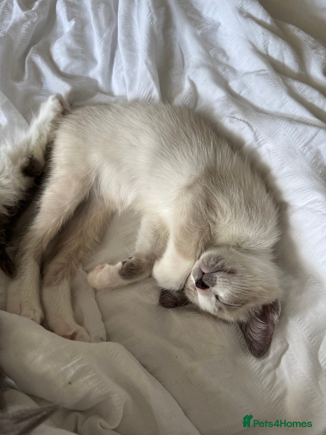 Siamese cats for sale: Siamese/Ragdoll kitten - Advert 6