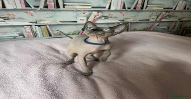 Sphynx cats - Advert 2