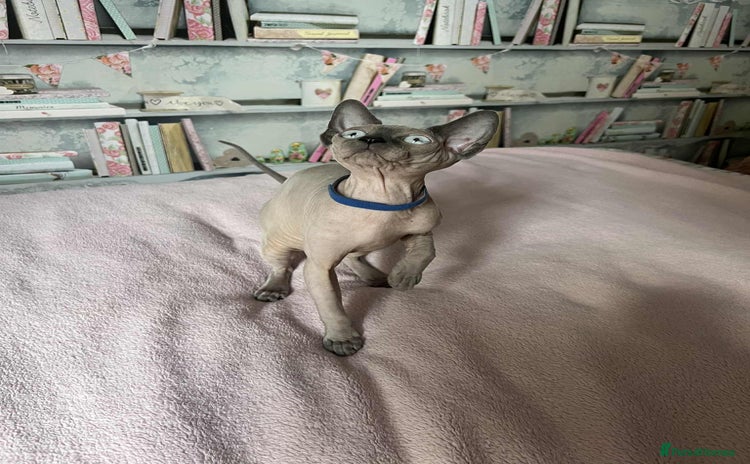 Sphynx cats - Advert 1