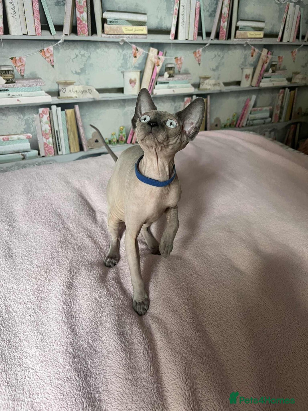 Sphynx cats for sale: 1 beautiful sphynx kitten available - Image 1