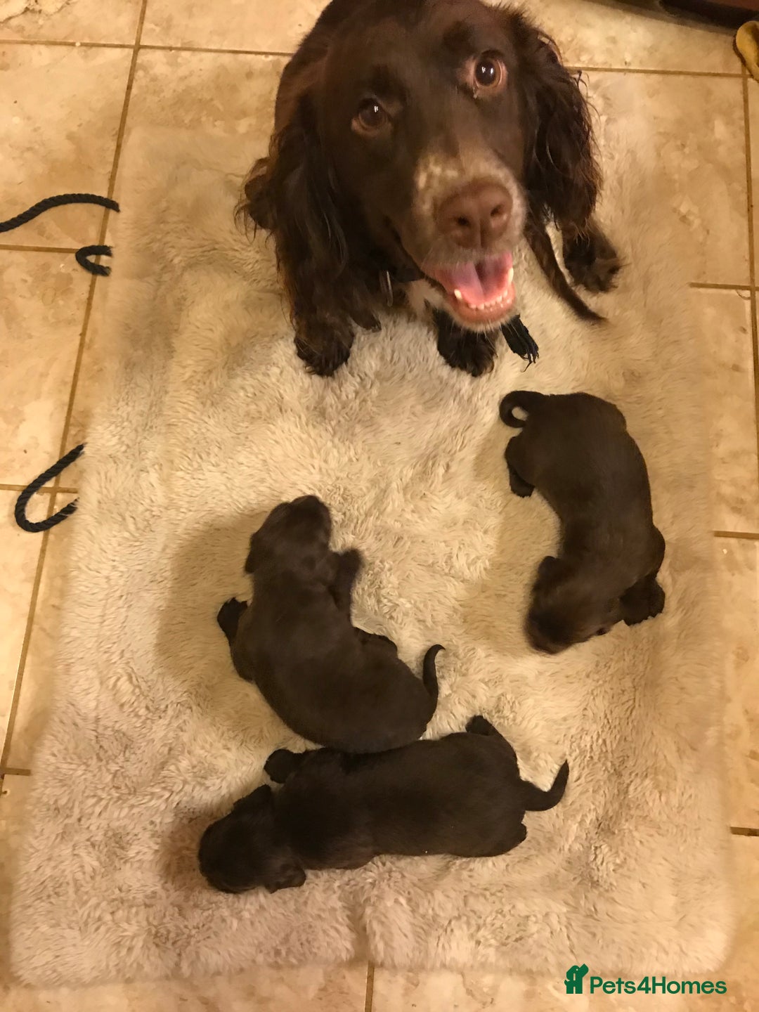 English Springer Spaniel dogs for sale: English springer spaniel puppies  - Advert 7