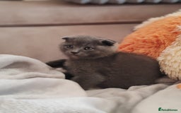 Scottish Fold cats for sale: Only 1 🐱 left.Scottish fold x BSH kittens - Image 11