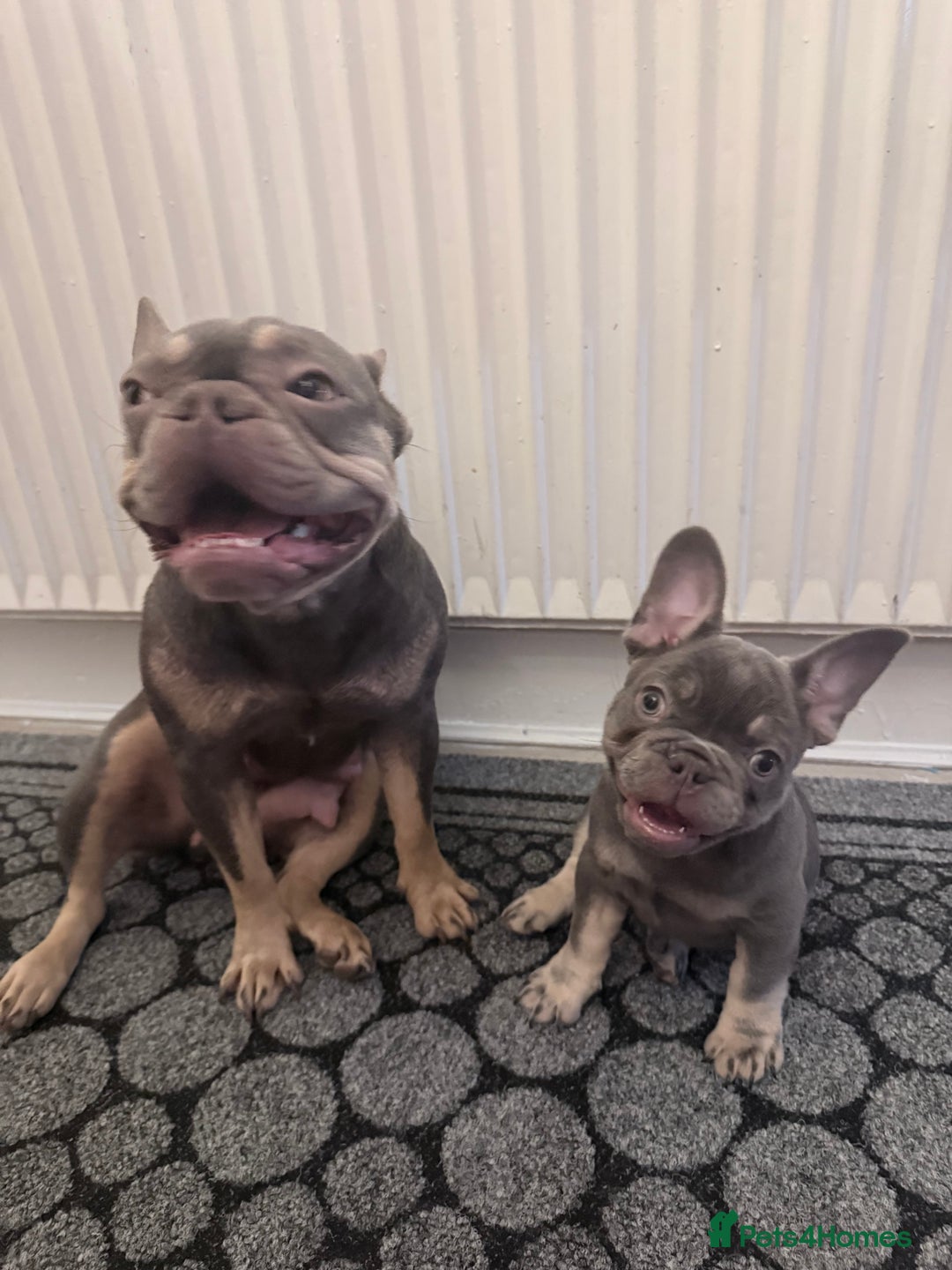 French Bulldog dogs for sale: Female French bulldog  - Advert 5