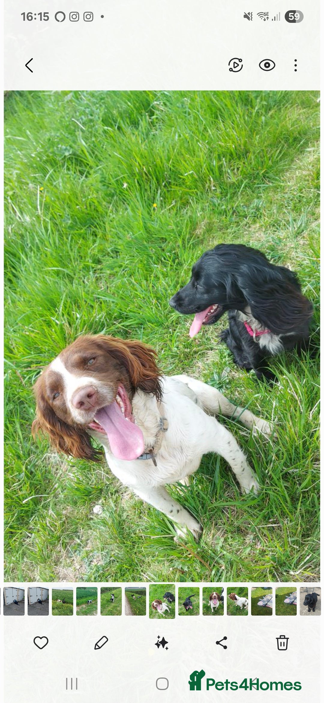 English Springer Spaniel dogs for sale: English Springer Spaniel Puppies  - Image 24
