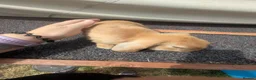 Mini Lop rabbits for sale: Mini lops  - Advert 6