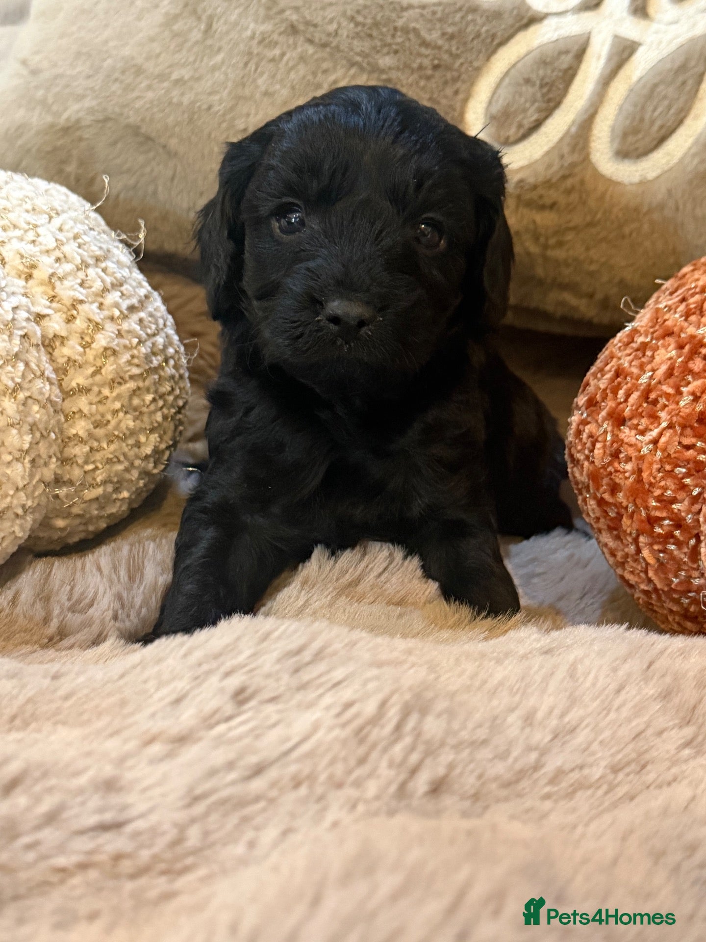 Cavapoo dogs Stunning coloured F1 Cavapoo Boys  - Advert 2